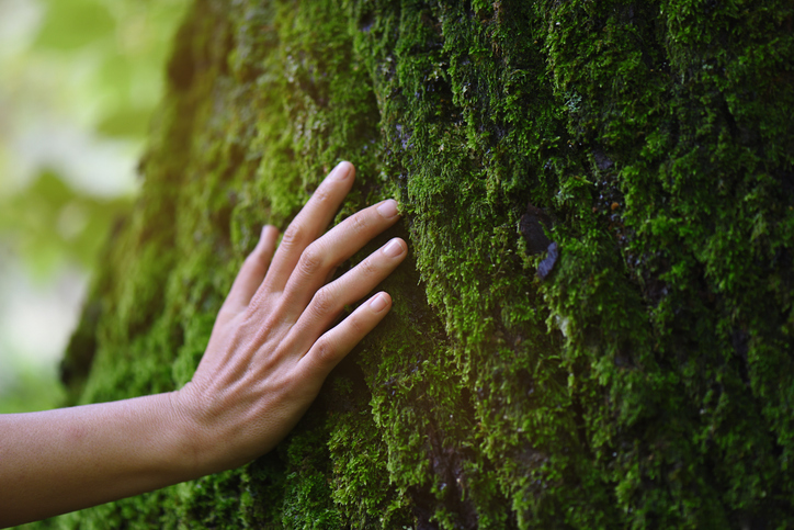 Consiglio UE, ok al Regolamento per preservare e “ripristinare” la natura